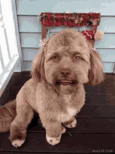 Celeb Dog GIF - Celeb Dog Licking GIFs