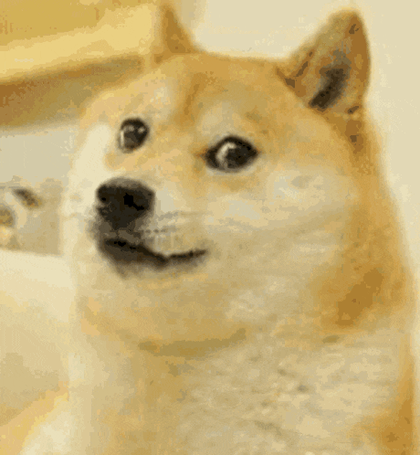 a dog is giving a thumbs up and looking at the camera .