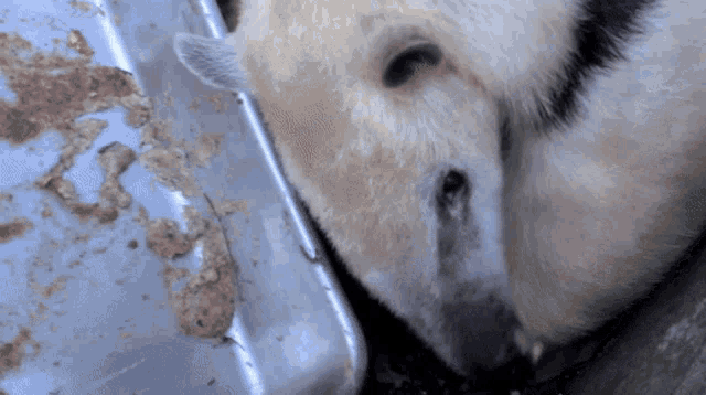 a close up of a polar bear eating food from a metal tray