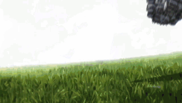 a painting of a field of tall grass with a white background