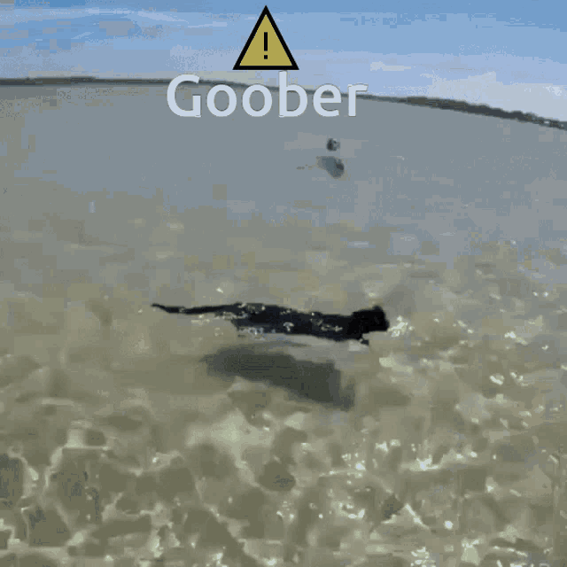 Goober Cat Swim GIF - Goober Cat Swim GIFs