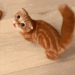 a cat is sitting on a wooden floor looking up at the camera .