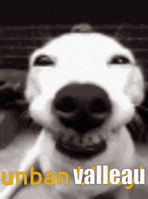 a close up of a dog 's face with the words urban valleau written below it