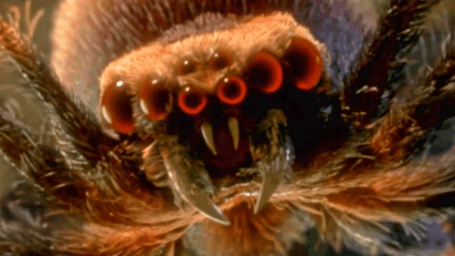 Spider Hiss GIF - Spider Hiss Scary GIFs