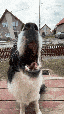 a black and white dog with its mouth open looking at the camera