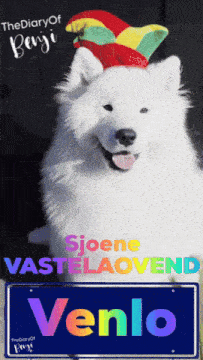 a white dog wearing a clown hat is next to a sign that reads venlo