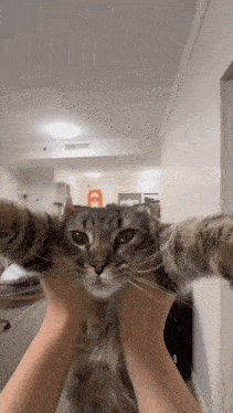 a cat is being held in a person 's hands and looking at the camera .