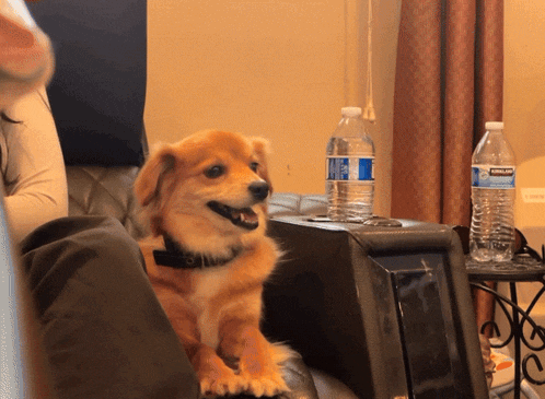 a kirkland water bottle sits next to a dog