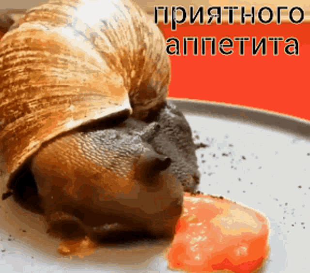a snail is eating a tomato on a plate