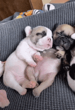 Cute Cute Puppy GIF - Cute Cute Puppy Sleeping Puppy GIFs