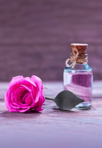 Rose Day2023 GIF - Rose Day2023 GIFs