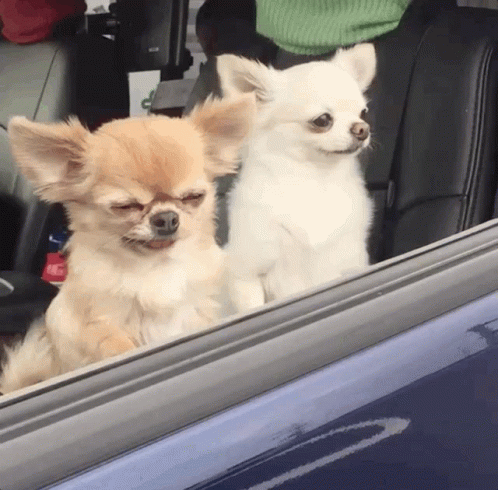 Chihuahua Car GIF - Chihuahua Car Tired GIFs