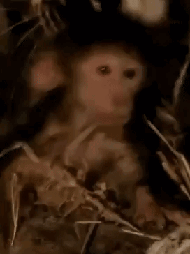 Baby Monkey Sad GIF - Baby Monkey Monkey Sad GIFs