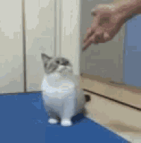 a person is pointing at a cat on a blue rug .