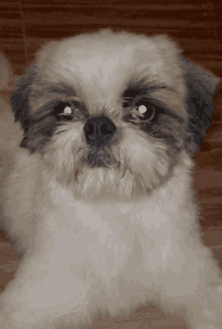a shih tzu dog laying on a wooden floor