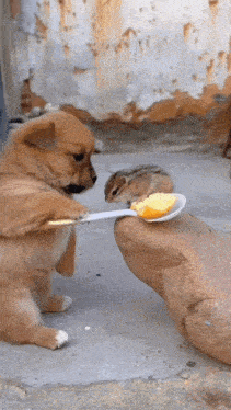 a puppy is feeding a chipmunk a spoon of food