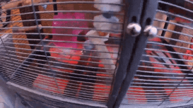 How To Keep Chinchilla Poop In The Cage GIF - How To Keep Chinchilla Poop In The Cage GIFs