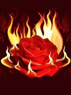 a red rose with flames surrounding it on a dark background