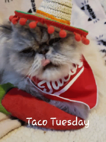 Taco Tuesday Kitty GIF - Taco Tuesday Kitty Cute Cat GIFs