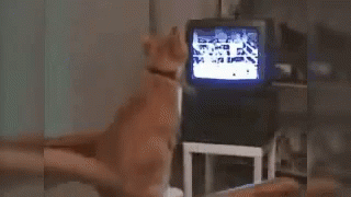 Cat Boxing GIF - Cat Boxing Tv GIFs
