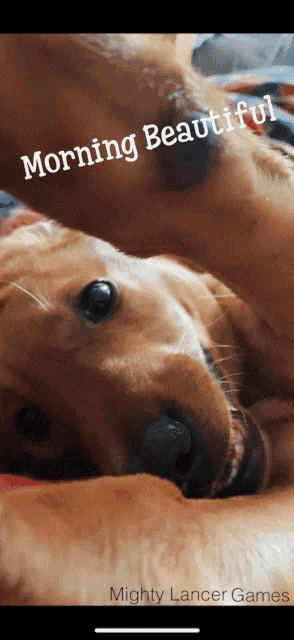 a dog laying on a bed with the words morning beautiful above it