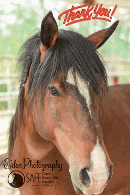 Oden Photography Safe A Forgotten Equine GIF - Oden Photography Safe A Forgotten Equine Horse GIFs