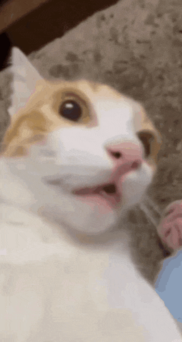 a close up of a cat 's face with a surprised look on its face .