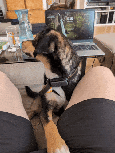 a dog sitting on a person 's lap looking at a laptop screen that says 10:53