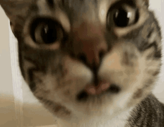 a close up of a cat 's face with pink tongue sticking out
