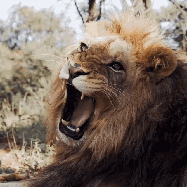 Roar Dean Schneider GIF - Roar Dean Schneider Part Of The Lion Pride GIFs