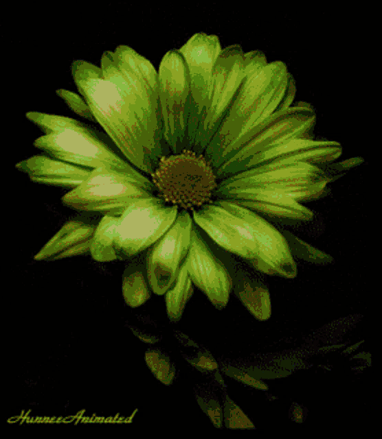 a picture of a green flower with the words hunnee animated on the bottom right