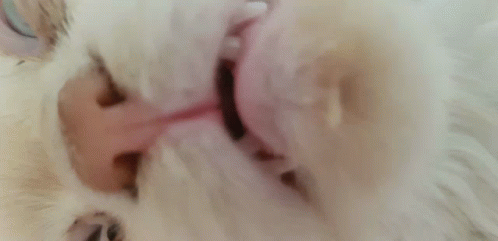 a close up of a white cat 's face with its mouth open and its tongue sticking out .