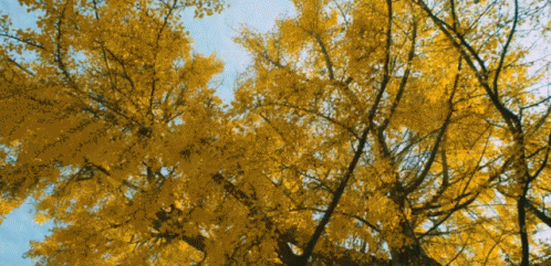 Trees Top View GIF - Trees Top View Yellow Leaves GIFs