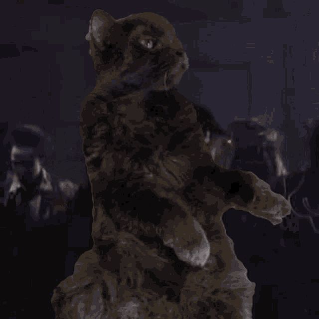 a cat is standing on its hind legs and looking up