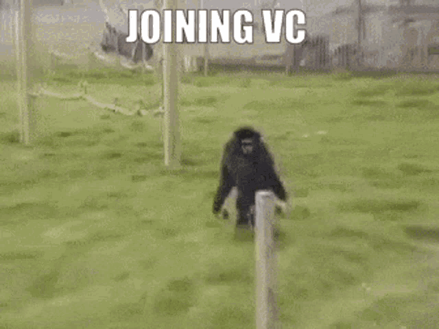 Gibbon Vc GIF - Gibbon Vc Joining Vc GIFs