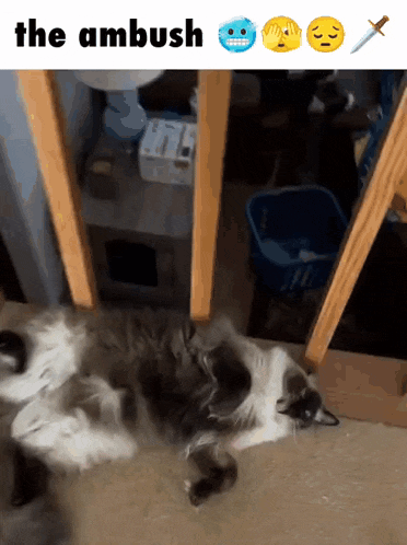 a picture of a cat laying on the floor with the words the ambush written above it
