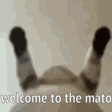 a cat is laying on its back with its feet up and the words `` welcome to the mato '' .