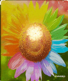 a picture of a colorful flower with the word vivid on the bottom