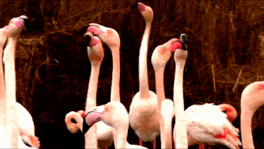 a flock of flamingos standing next to each other with their heads up