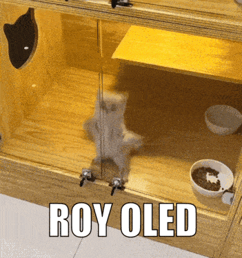 Roy Ctt Cat GIF - Roy Ctt Roy Ctt GIFs