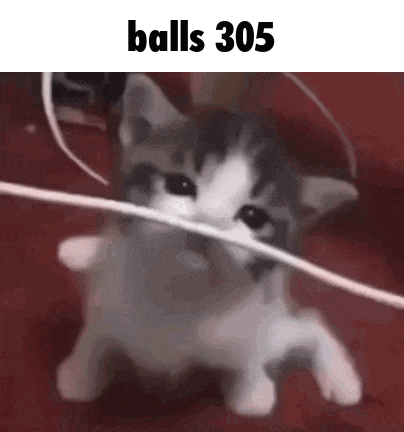 a kitten is playing with a string and the words balls 305 are above it