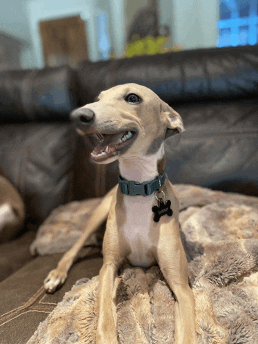 a dog with a tag that says ' snoopy ' on it is smiling