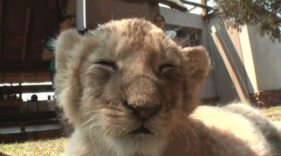 How I Feel On A Friday Afternoon GIF - Sleepy Lion Cub GIFs