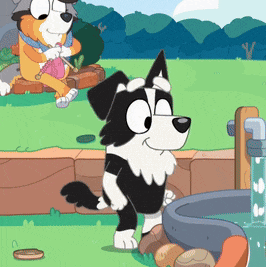 a black and white dog is standing in front of a fountain