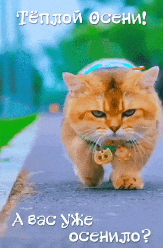 a cat wearing a collar with a bell around its neck is walking down a sidewalk
