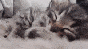 two kittens are sleeping next to each other on a blanket .
