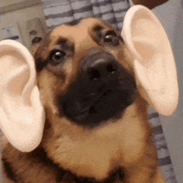 a close up of a dog with large ears