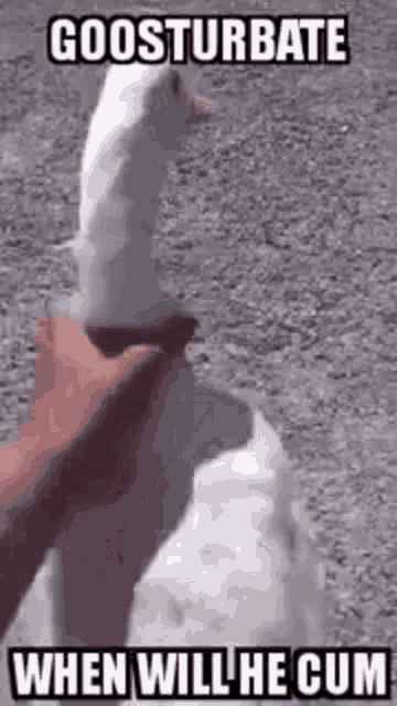 a person is petting a white goose with a caption that says gooseturbate when will he cum .