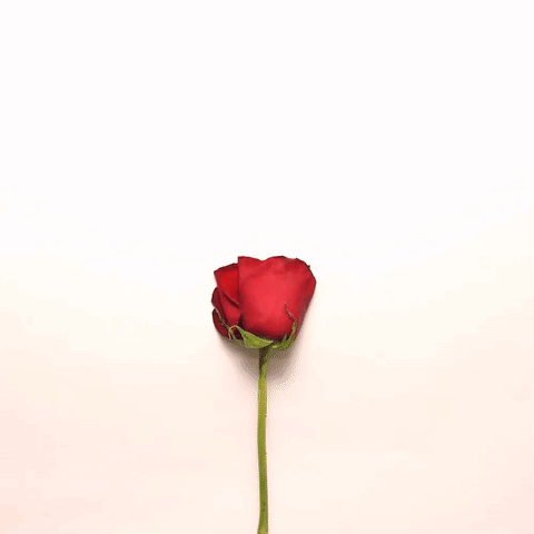 Rózsa Virág GIF - Rózsa Virág Szív GIFs