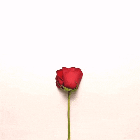 a heart made of red rose petals on a white surface
